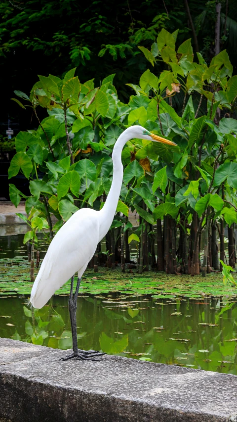 the long - necked bird is standing alone by the water