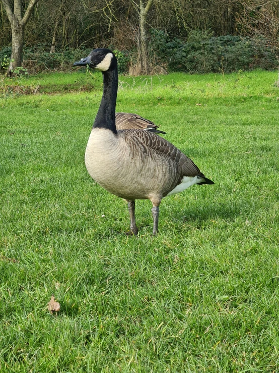 a duck walking on the grass in a park