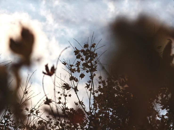 view through bushes with blue sky in the background