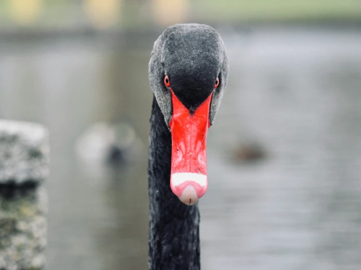 a close up of a black bird with red beak