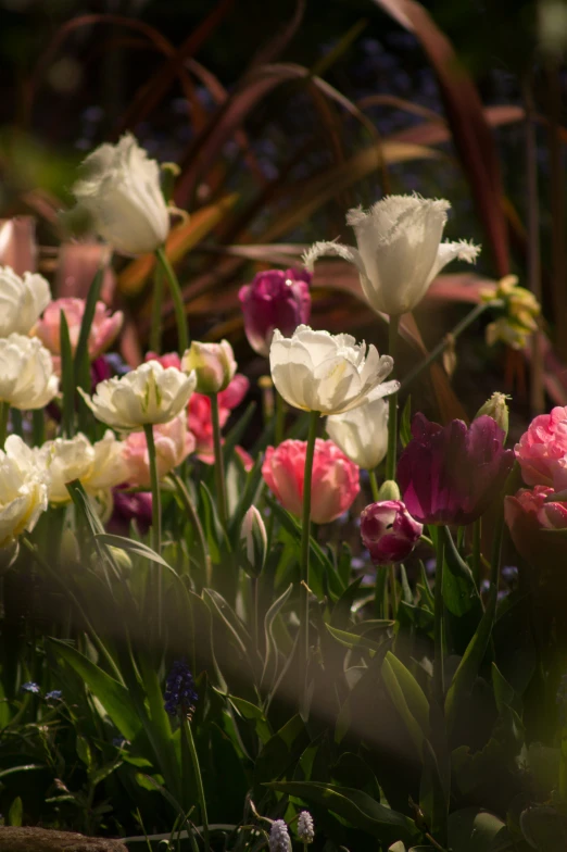 there are many different colored flowers growing together