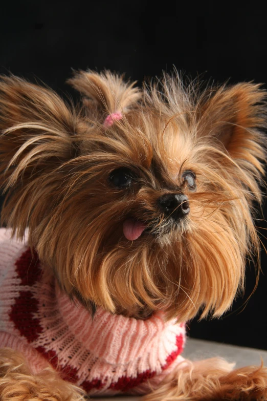 a small dog wearing a sweater while laying on a wooden surface