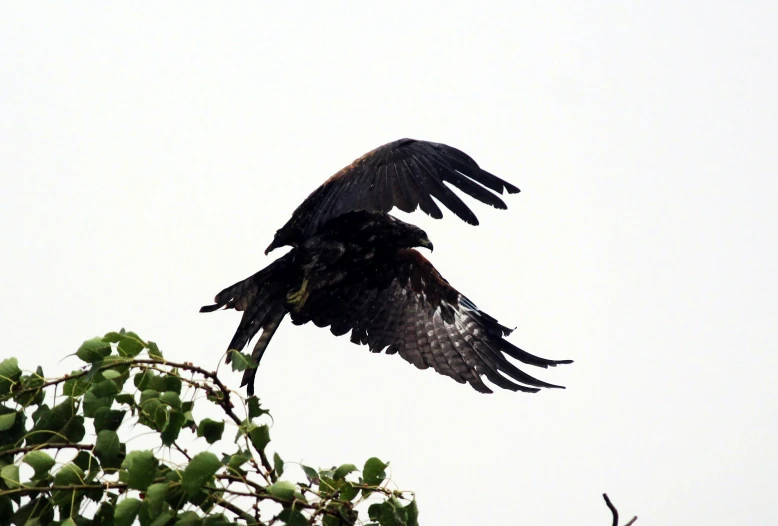 a black bird is flying above green leaves