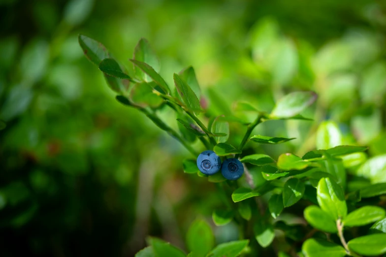 two blue berries sitting on a green leafy plant