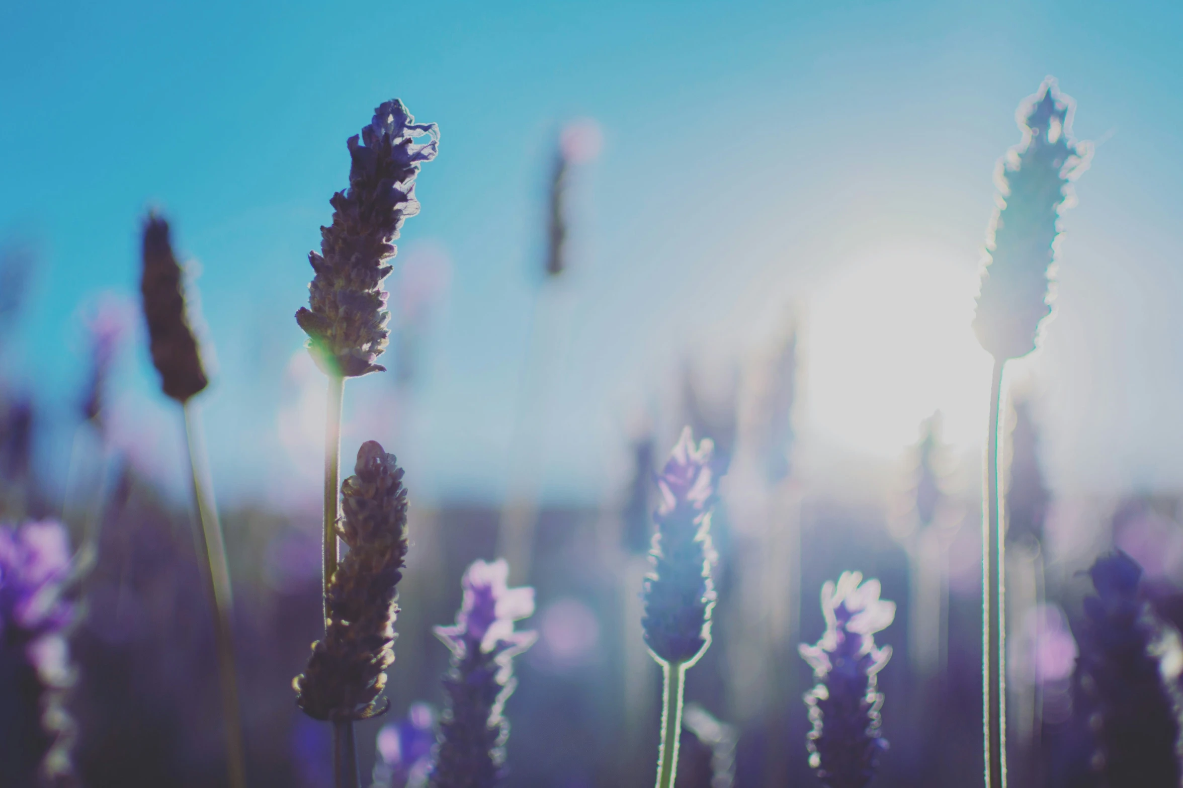 some flowers that are in the grass