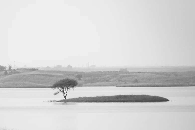 a lone tree in a small body of water