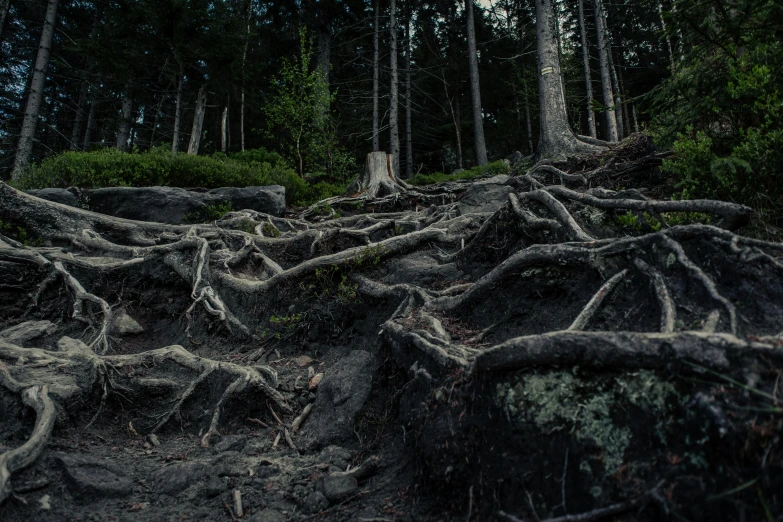 a large tree that has some roots on it