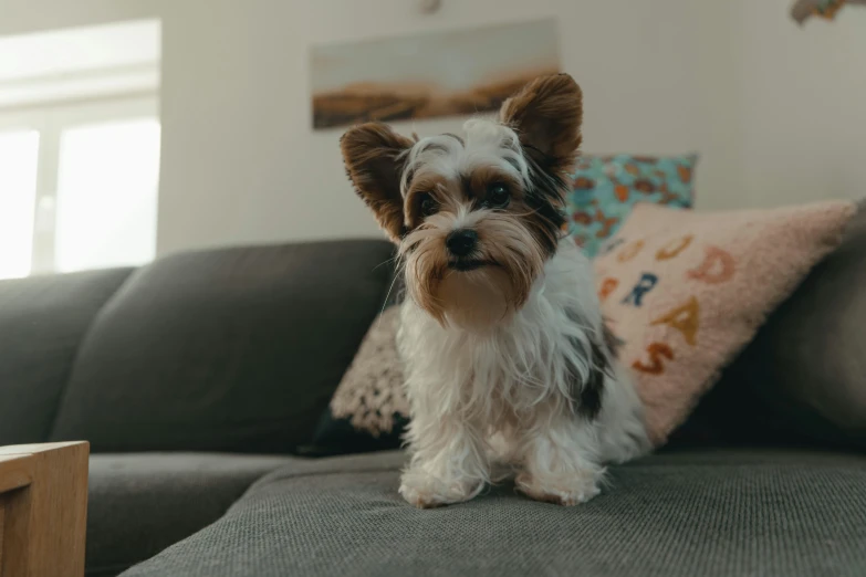 a small dog sits on the back of a gray couch