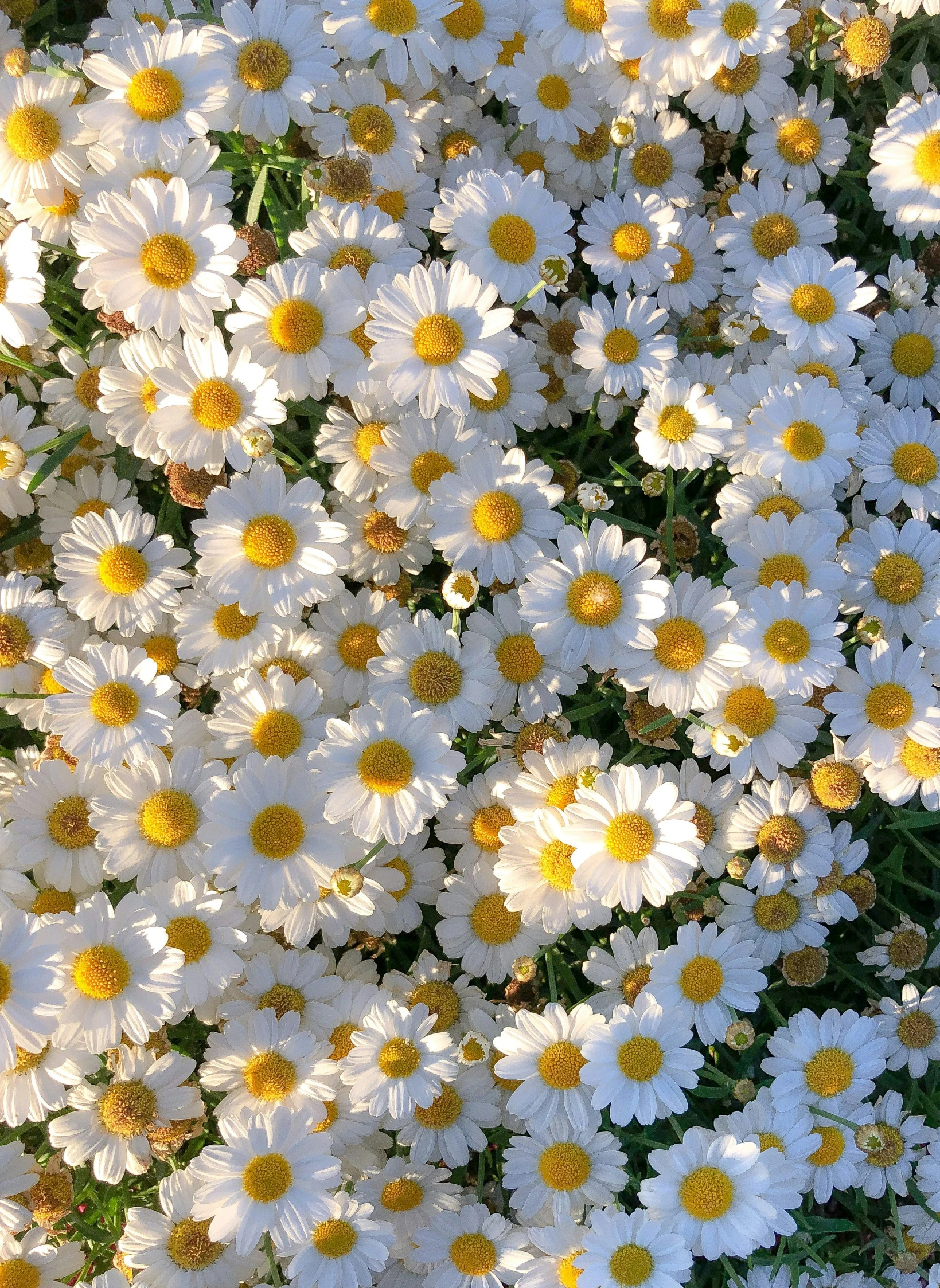 white and yellow flowers in an arrangement