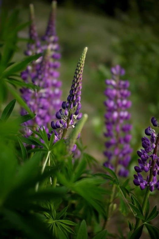 a plant with many flowers and green leaves