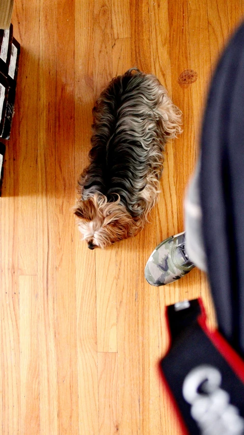 a dog standing on a wooden floor next to a piece of luggage