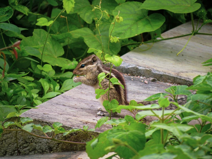 a close up of a squirrel on a log surrounded by leaves