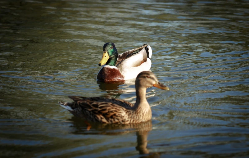 a duck and some ducks swimming in the water