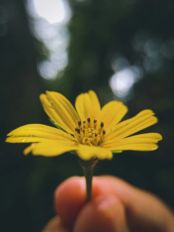a small yellow flower with water drops sitting in the palm of someone's hand