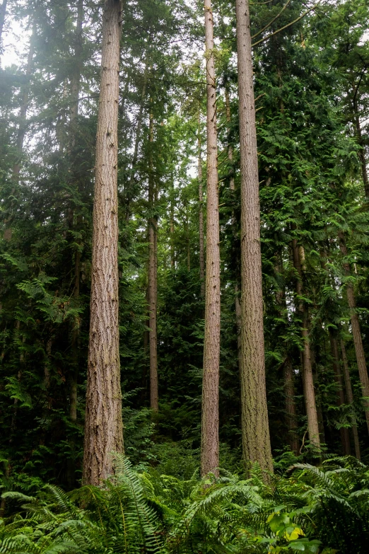 several large trees surrounded by vegetation in a forest