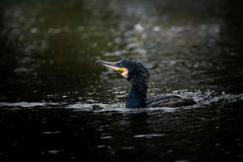 a bird that is swimming in the water