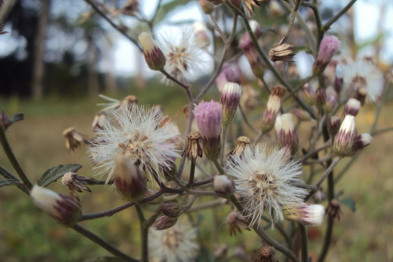 some very pretty white flowers on a thin nch