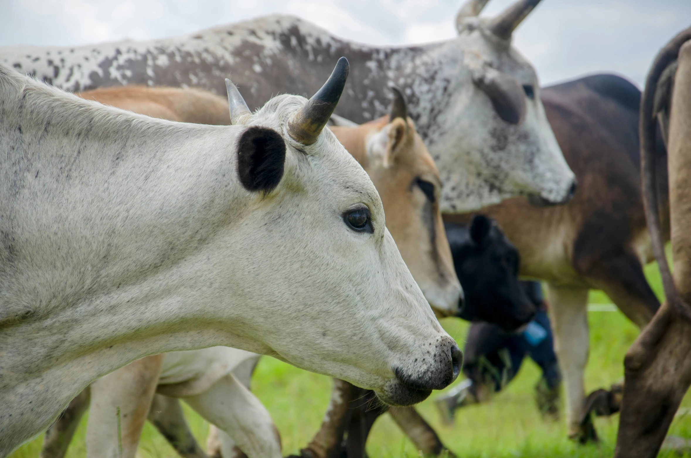 a herd of cattle grazing in a field