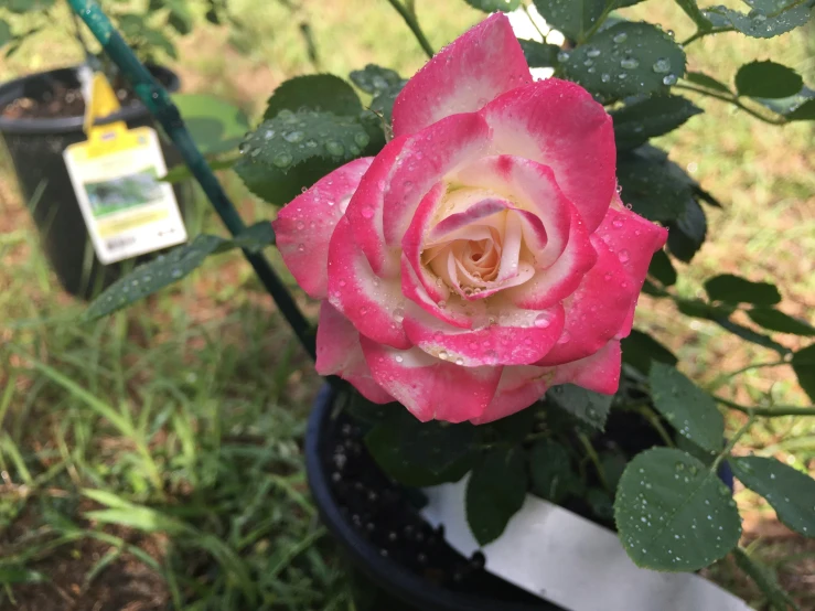 a single pink rose blooming out in a garden