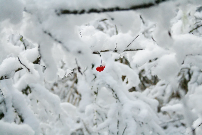 red flower stuck in the middle of white snow