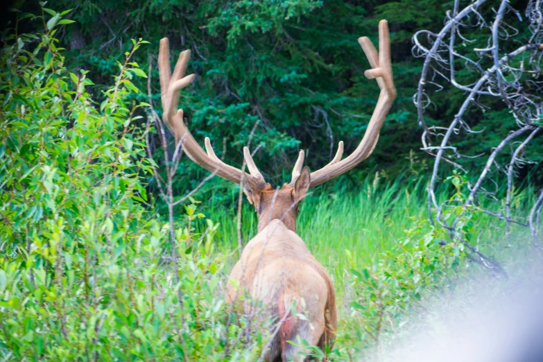 an elk stands in tall grass and brush