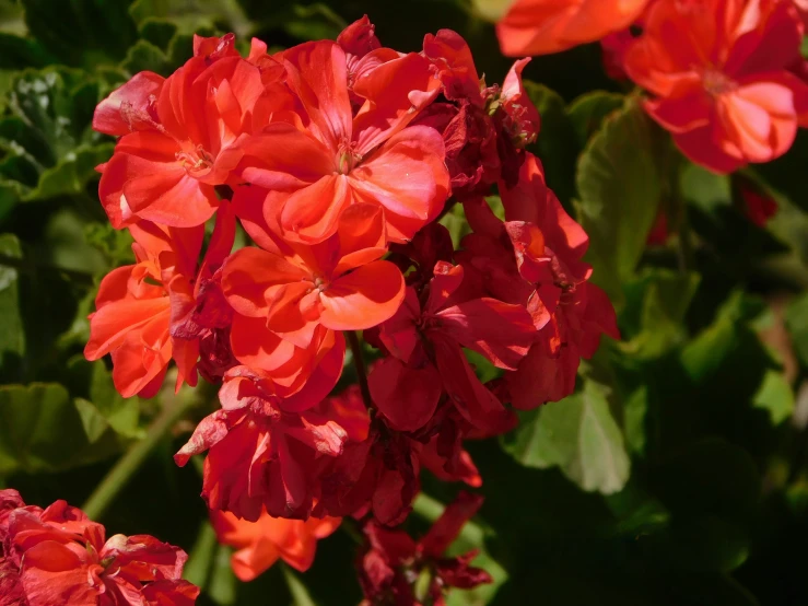 many red flowers in the garden together