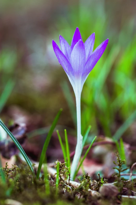 a purple flower growing out of the ground in a garden