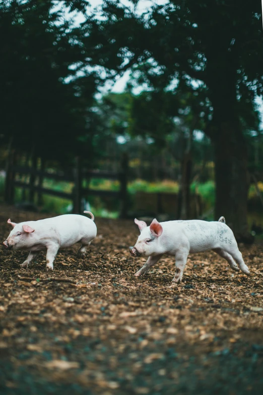 two pigs are running along in the grass together