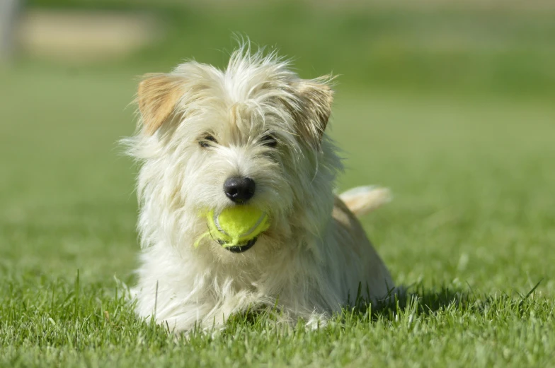 a dog is playing with a green tennis ball