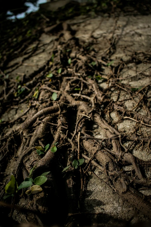 the tree roots are creeping very close together