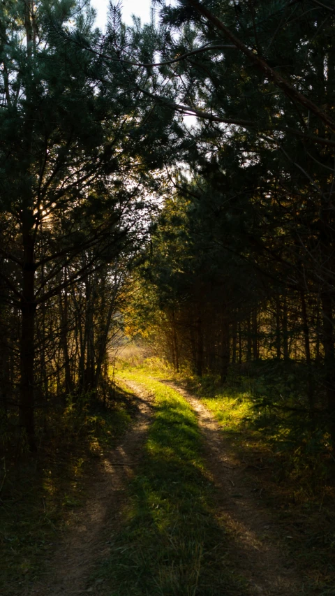 a path through a forest leading towards the sun