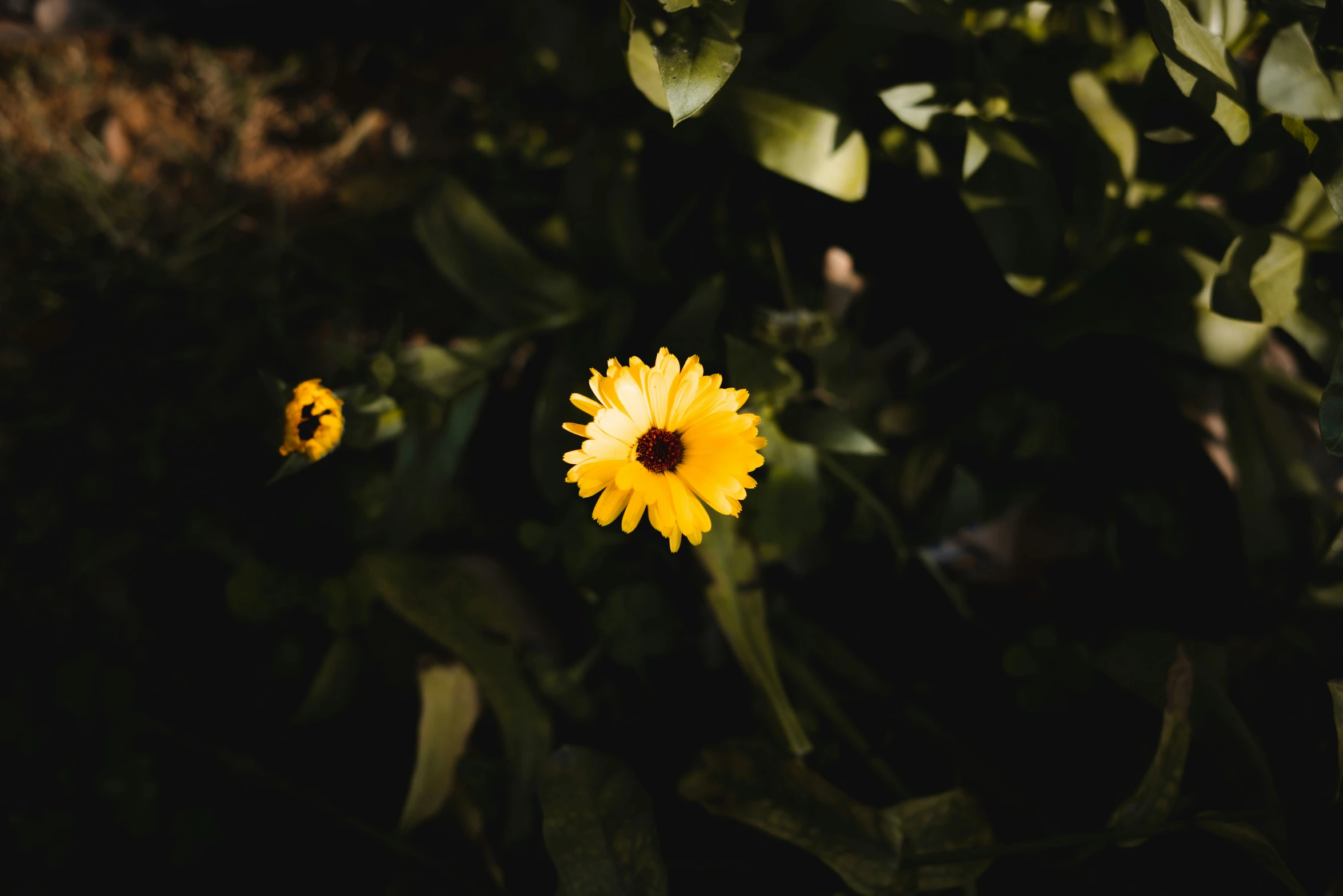 yellow flowers and leaves in a field of green