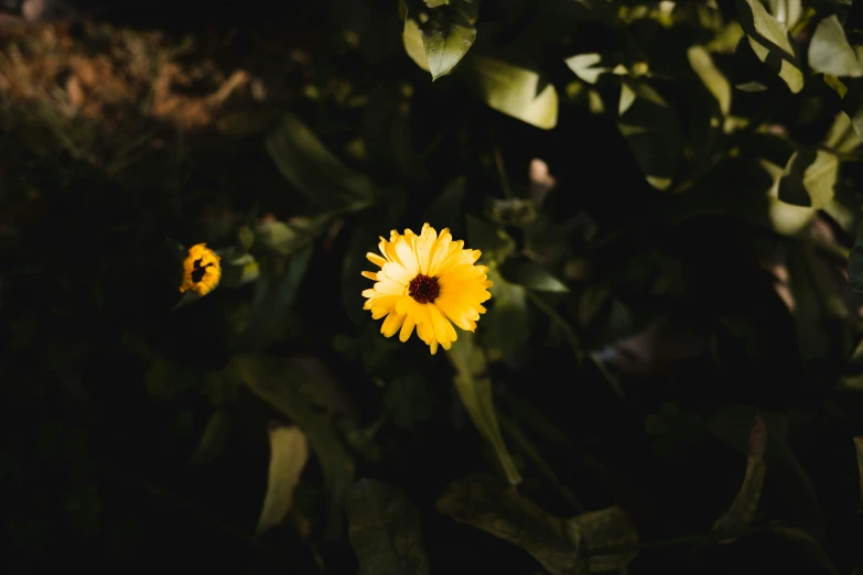 yellow flowers and leaves in a field of green