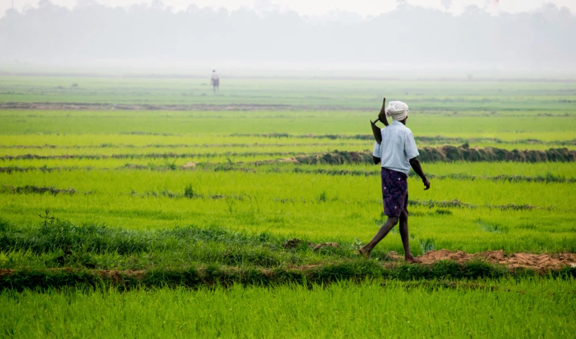 a farmer in an asian rice field walking in the fog