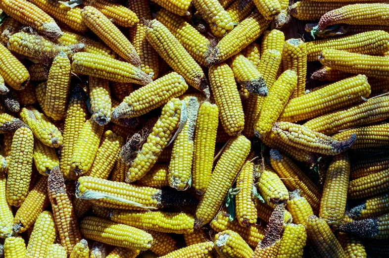 corn on the cob is yellow and brown