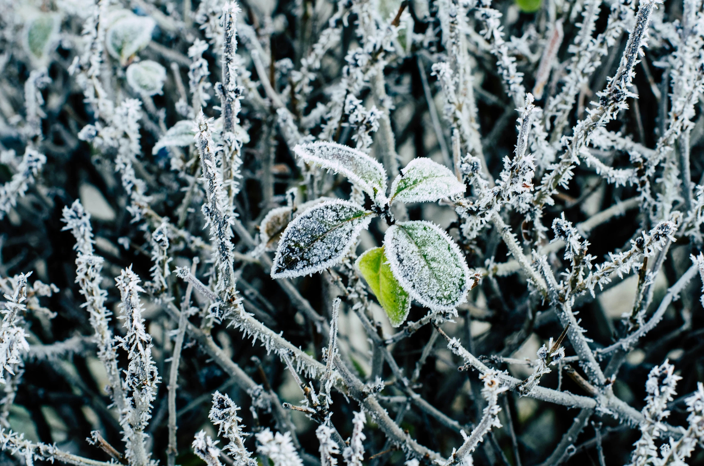 frosted bushes covered with green leaves and snow