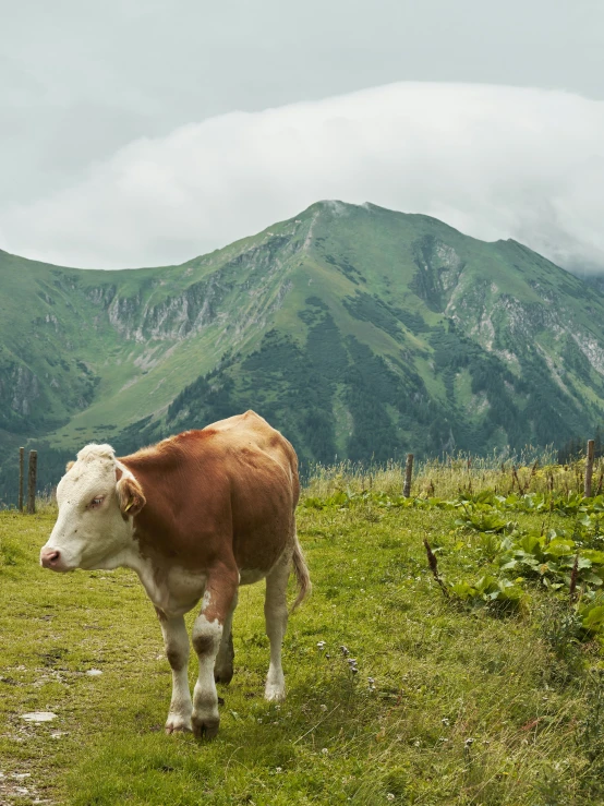 an animal that is standing in the grass