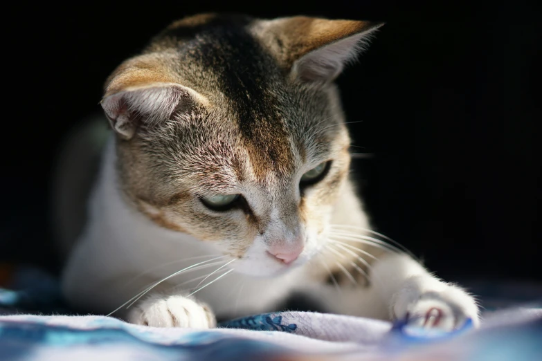 a small cat resting on the floor, looking down