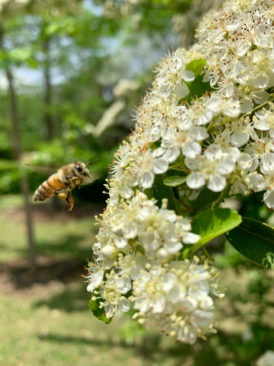 a small bee flying near white flowers in a garden