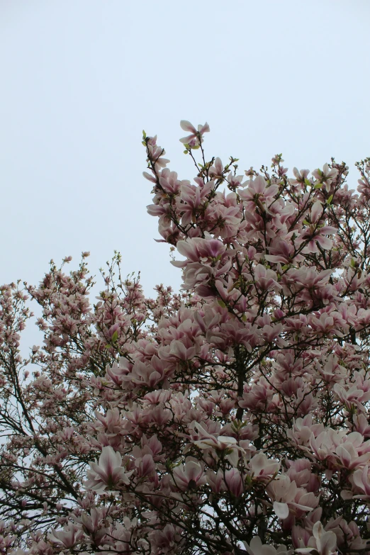 a pink tree with blossoms on it, in front of a light blue sky