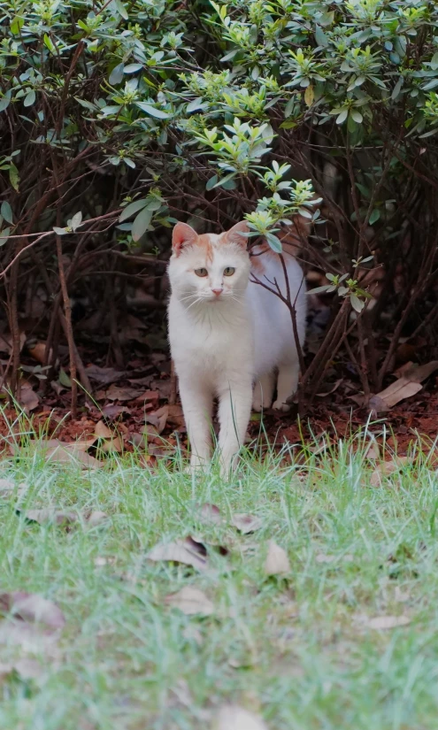 a white cat walking through the grass