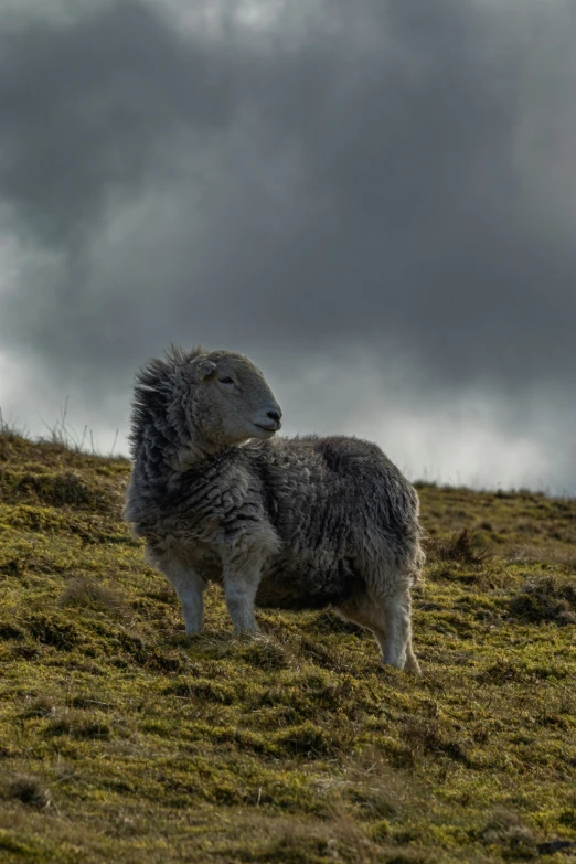 a mountain sheep on a hill with clouds in the background
