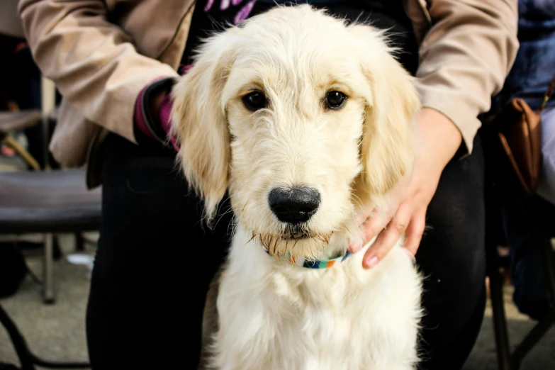 a lady pets a dog sitting on top of her lap