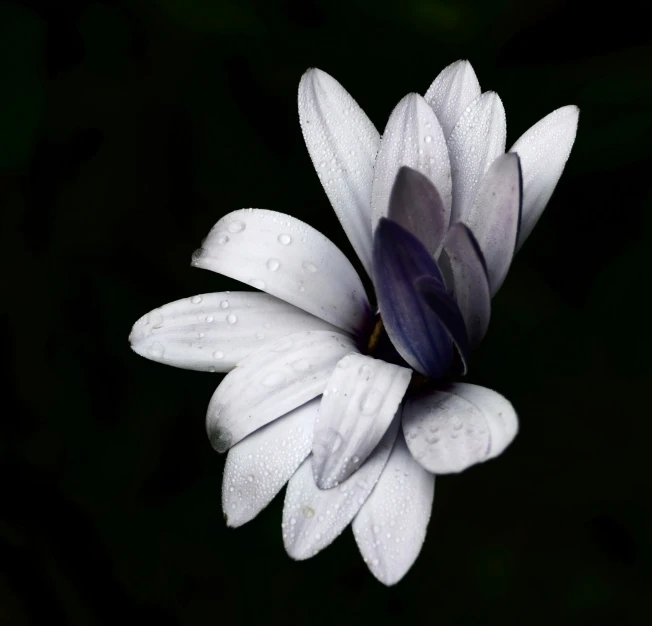 a close up s of a white flower with water droplets on its petals