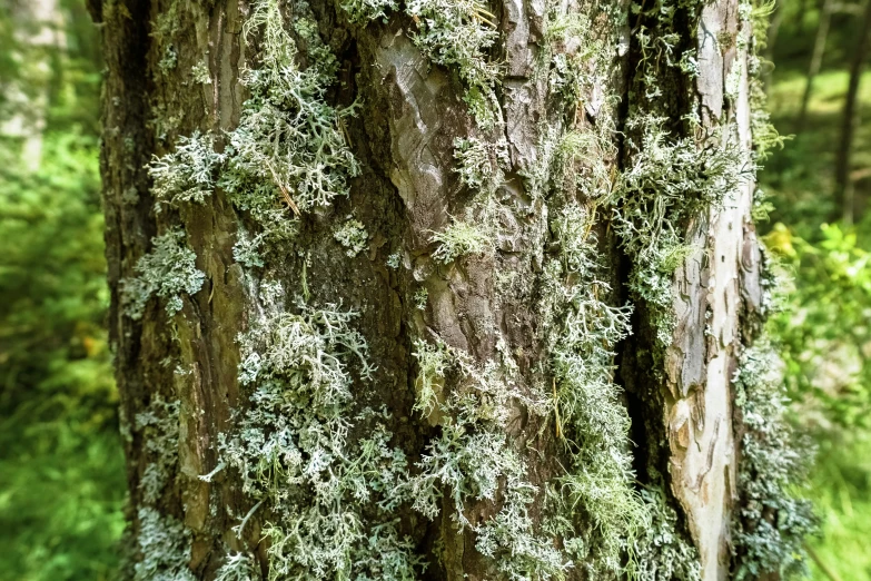 green moss on the bark of an old tree