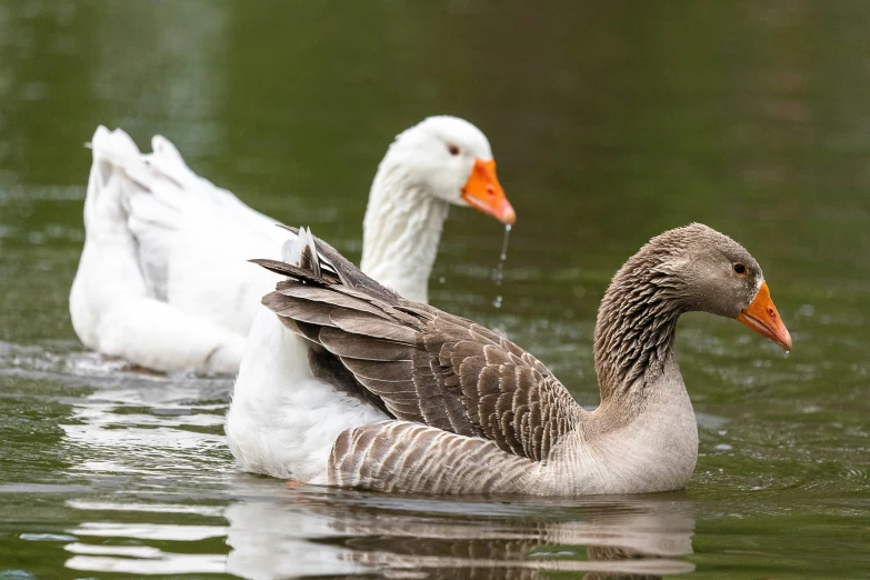 two geese floating on top of the water