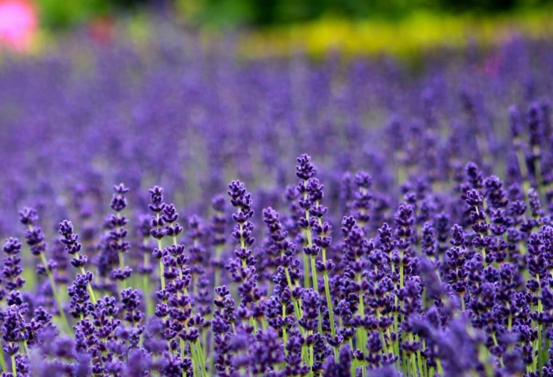 lavender flowers in a field with lots of them in a field