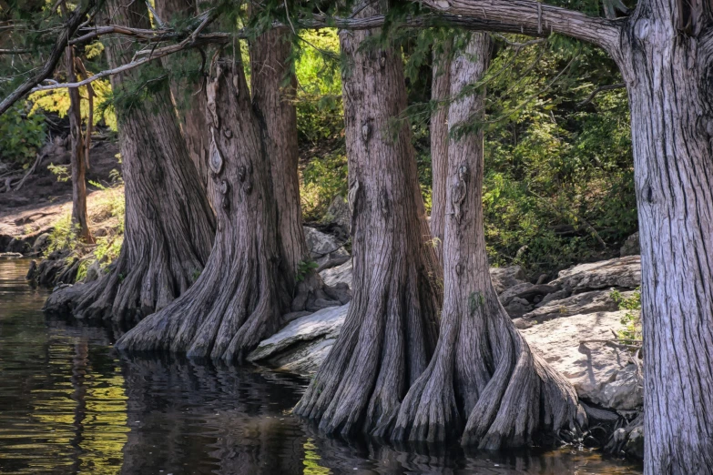 a large group of trees that are in the water