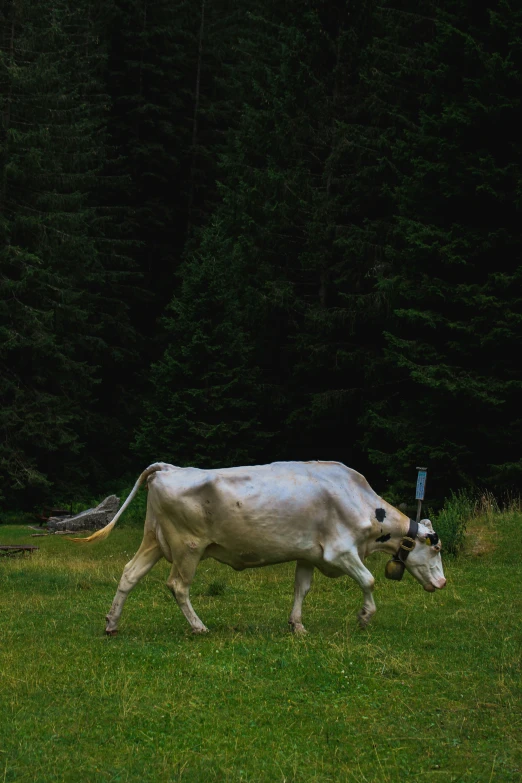 a white cow is walking in a field