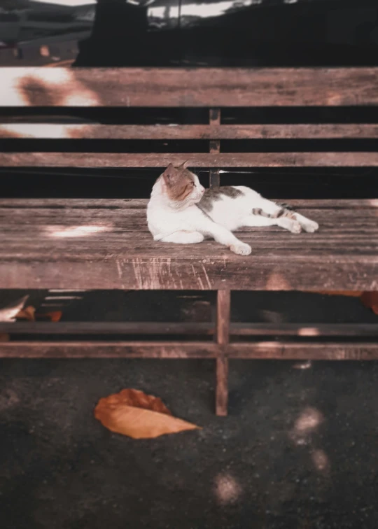 a cat laying on a wooden bench